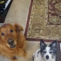 Paws Animal Hospital ico