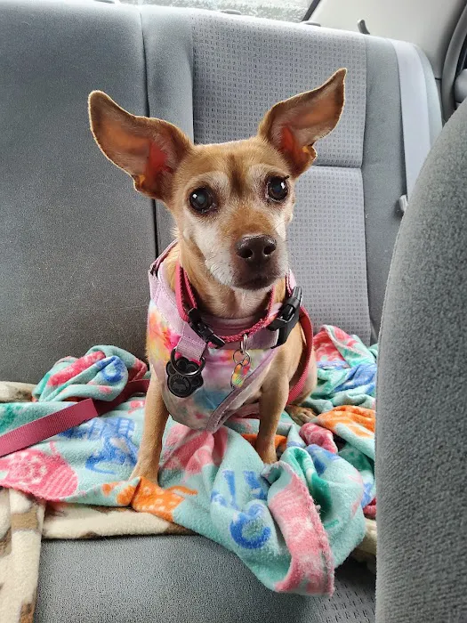 Paws Animal Hospital 3
