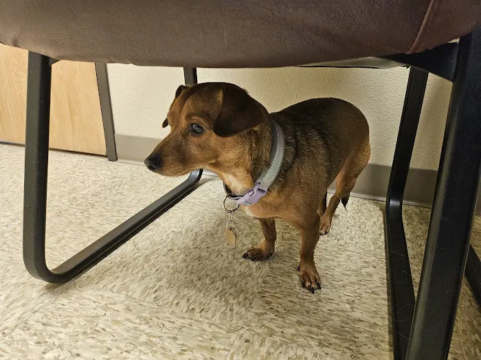 Paws Animal Hospital 10