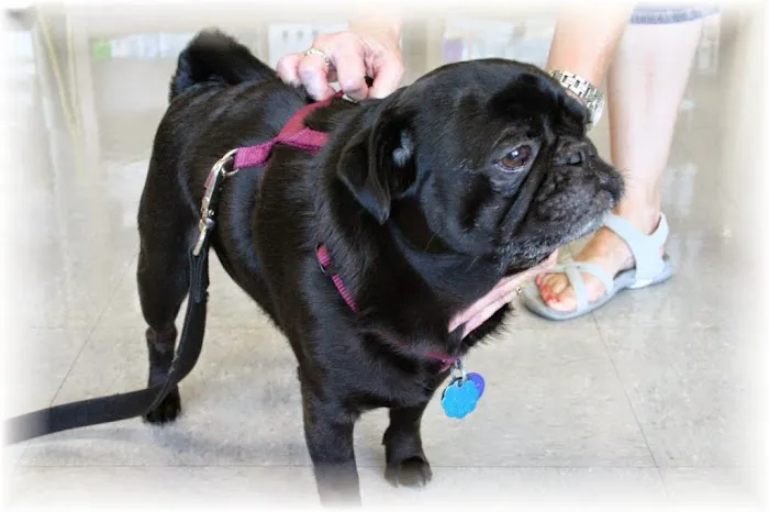 Periwinkle Pet Clinic 6