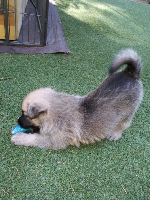 Periwinkle Pet Clinic 10