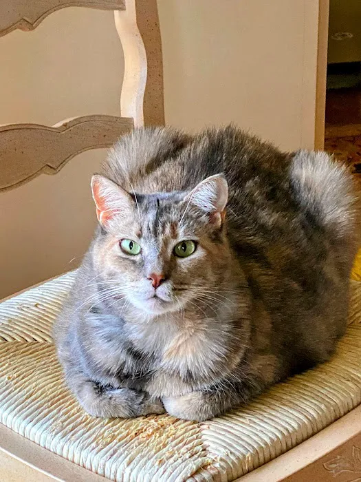 Joynt Veterinary - Dr. Kasey Joynt 9