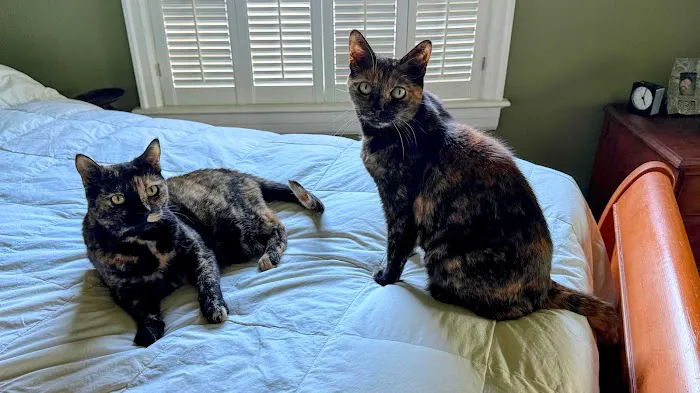 Joynt Veterinary - Dr. Kasey Joynt 8