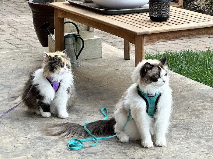 Joynt Veterinary - Dr. Kasey Joynt 10