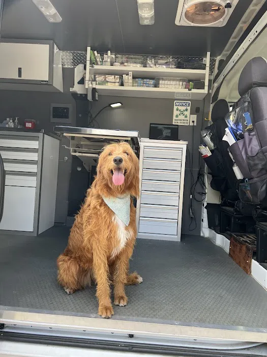 Joynt Veterinary - Dr. Kasey Joynt 1