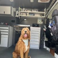 Joynt Veterinary - Dr. Kasey Joynt ico