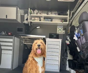 Joynt Veterinary - Dr. Kasey Joynt