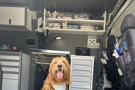 Joynt Veterinary - Dr. Kasey Joynt