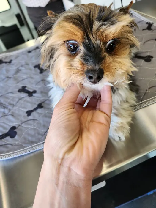 Joynt Veterinary - Dr. Kasey Joynt 3