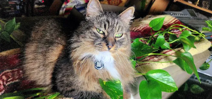 Joynt Veterinary - Dr. Kasey Joynt 2
