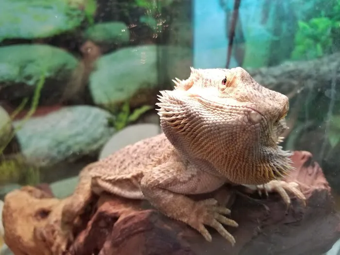 Noah's Ark Pet Shoppe 1