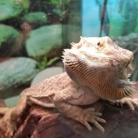 Noah's Ark Pet Shoppe ico