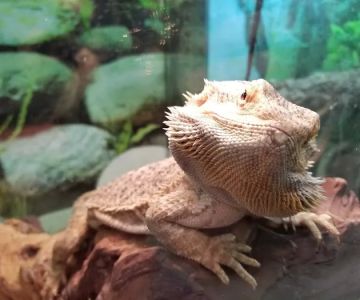 Noah's Ark Pet Shoppe