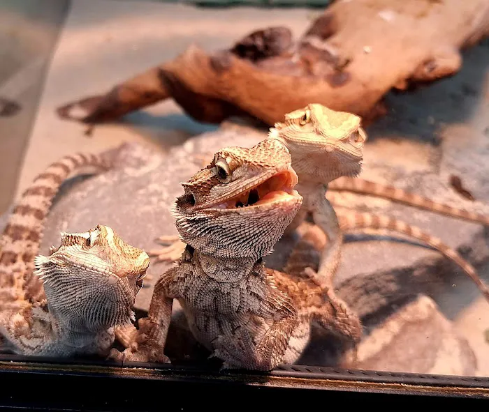 Noah's Ark Pet Shoppe 6
