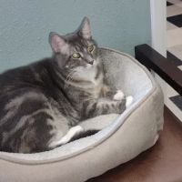 Liberty Animal Hospital ico
