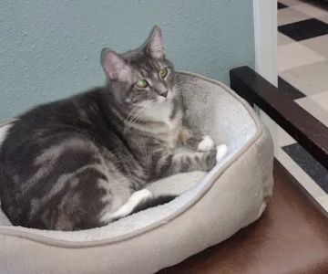 Liberty Animal Hospital
