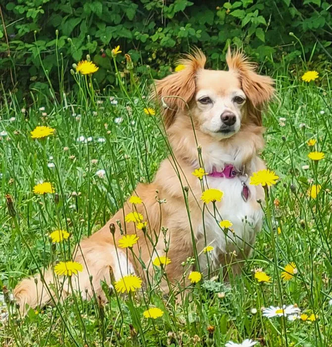 Liberty Animal Hospital 12