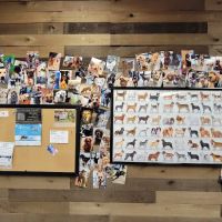 Special Pet Foods Inc ico