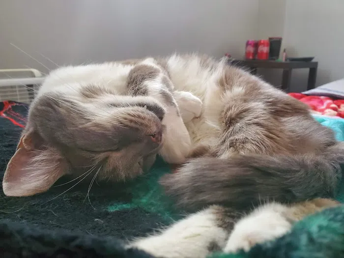 VCA Salem Animal Hospital 12
