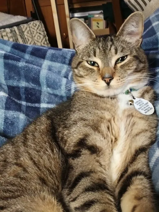 VCA Salem Animal Hospital 12