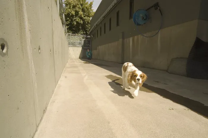 VCA Salem Animal Hospital 12