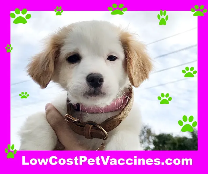 Low Cost Pet Vaccines Whitnall Off Leash Dog Park 12