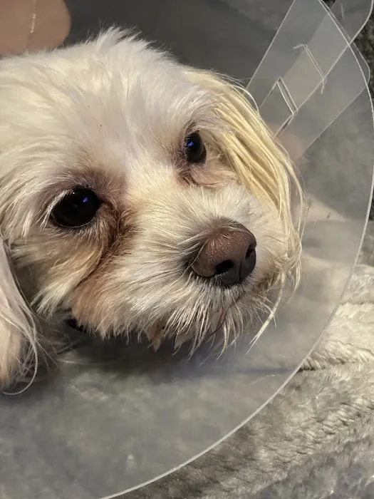 Affordable Animal Hospital NOHO 12
