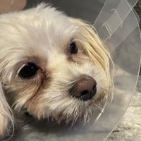 Affordable Animal Hospital NOHO ico