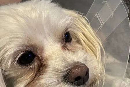 Affordable Animal Hospital NOHO