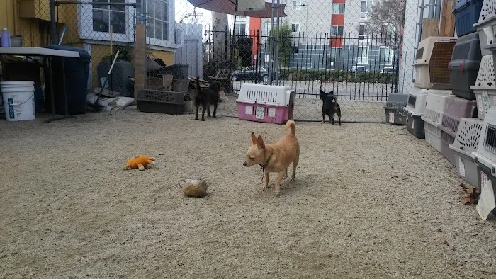 Kinder 4 Rescue Low Cost Pet Clinic 12