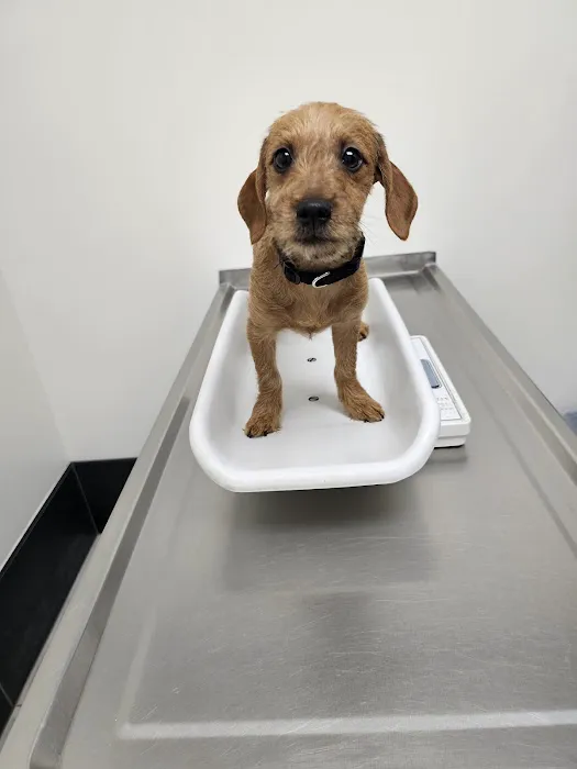 Berkley Pet Hospital 2