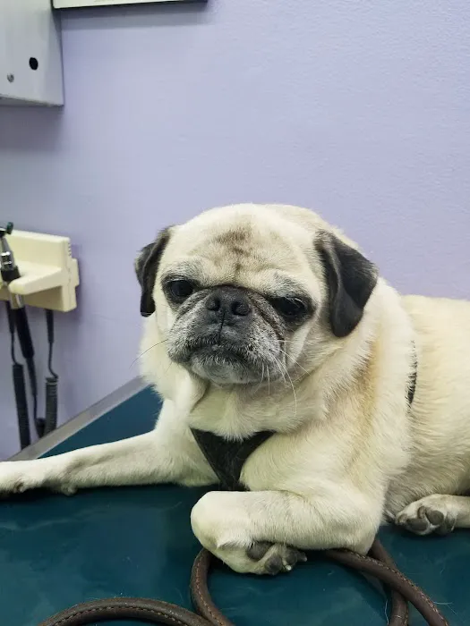 Blue Cross Pet Hospital 6