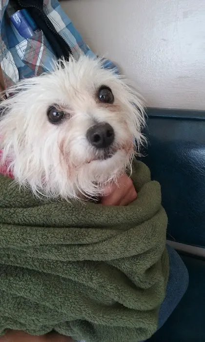 Blue Cross Pet Hospital 5