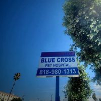 Blue Cross Pet Hospital ico