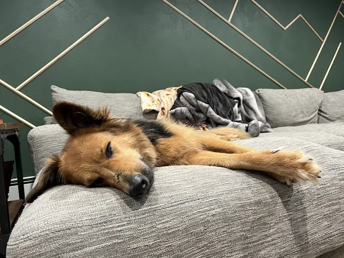 TrueCare for pets 6