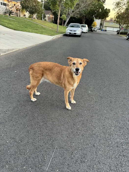 TrueCare for pets 2