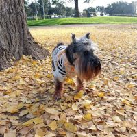 Studio City Animal Hospital: Singeetham Seema DVM ico