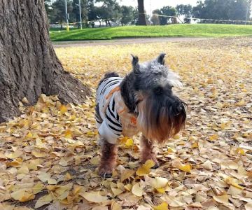 Studio City Animal Hospital: Singeetham Seema DVM