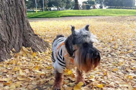 Studio City Animal Hospital: Singeetham Seema DVM