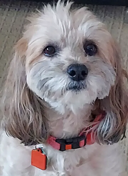 Studio City Animal Hospital 10