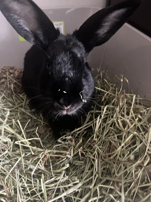 Studio City Animal Hospital 2