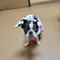 Rancho Regional Veterinary Hospital ico