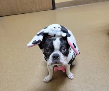 Rancho Regional Veterinary Hospital