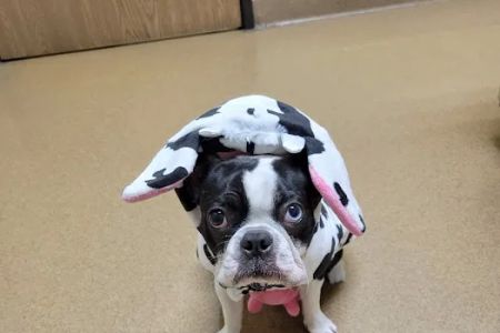 Rancho Regional Veterinary Hospital