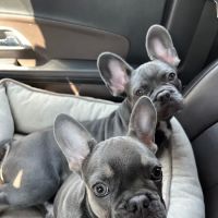 PetEmerg Emergency Animal Hospital ico
