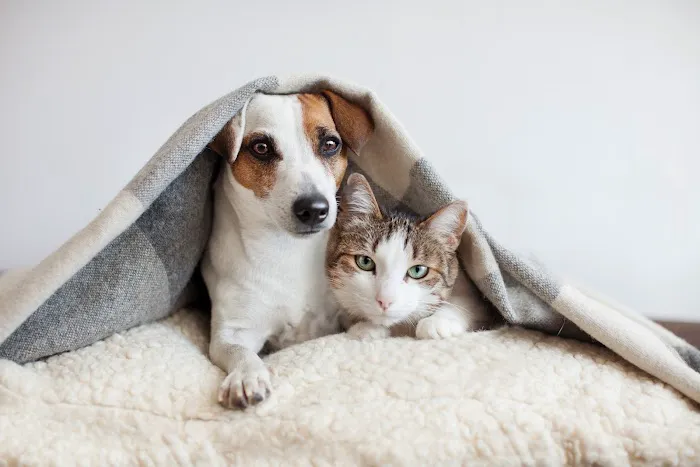 PetEmerg Emergency Animal Hospital 12