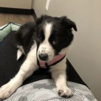 Chino veterinary clinic ico