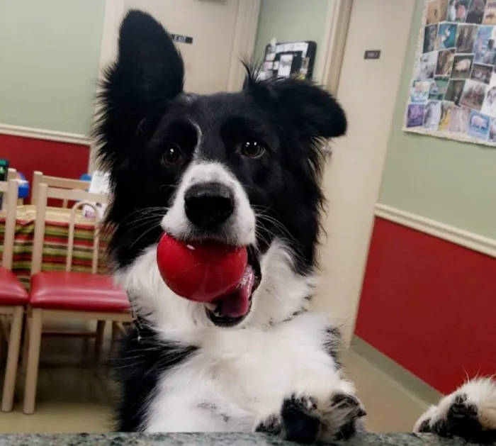 Chino veterinary clinic 12