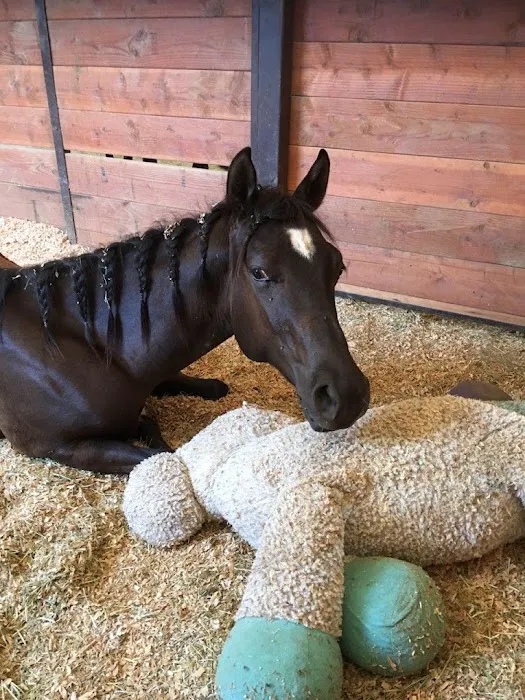 SoCal Equine Hospital 12