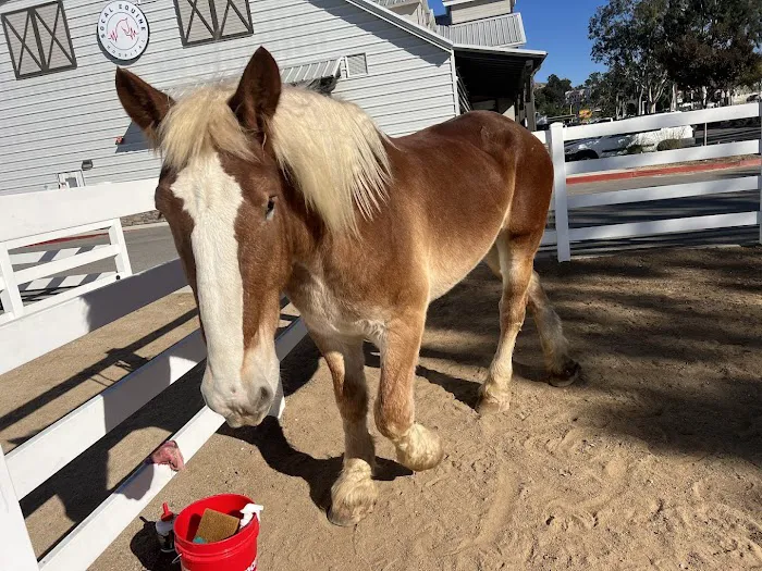 SoCal Equine Hospital 12